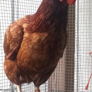 Flock 1 - 2 yr old production red hen.