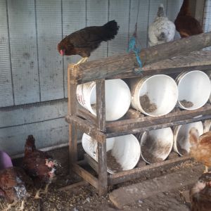 Flock 1 - laying boxes from 5-gallon buckets.  Feed trough from PVC and corner rabbit litter bin.  Reuse fence posts and hay wire to make swing / roost for hens.