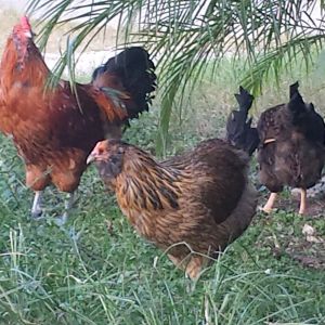 Flock 2 - 3 year old easter egger rooster from Ideal Poultry.  This group get to free range in the afternoon since their coop/run gets very little sunlight.