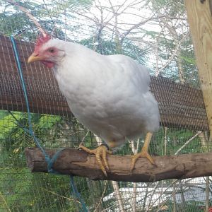 Flock 4 - our largest run.  Production white hen, about 1 year old.