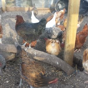 Flock 4 - most of the hens are about 1 year old.  No roosters in this flock.
