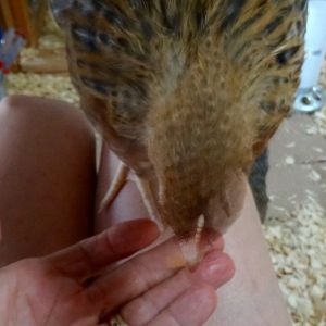 My 2 frightened 2 month old chicks are now jumping into my lap for watermelon bits. But they eat a lot of medicated chick feed too, they don't eat any chicken treat type grains though or Mealy bugs.