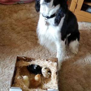 this is the day I brought them home from Meyer Hatchery. Josey is giving me the "you do know i'm a bird dog, right?" look