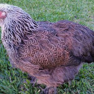 Dark Brahma "Doh-Doh" 27 weeks