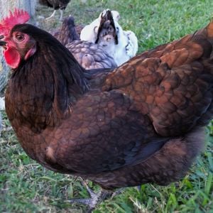 Black Australorp "Rosie" 30 weeks