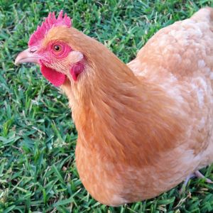 Buff Orpington "Blondie" 27 weeks