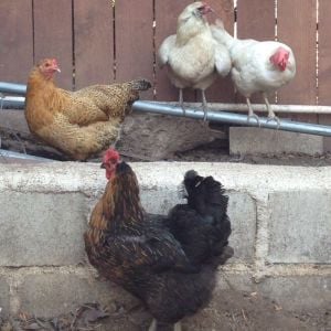 The four hens who are from May/June 2014. Deedee, Easter egger, in gray, Marilyn, white leghorn, and Beatrix, orange Easter egger, and my favorite, Phyllis, black sexlink. Phyllis is the best layer of the bunch, is very social, and is nuts about treats.
