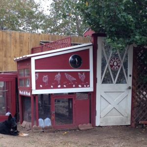 This is Deedee's Inn in Santa Barbara! Currently four hens age 16-17 months) plus four pullets and one accidental cockerel (age 2.5 months) live here (in Oct 2015). The big hens have a 4x4 coop and the young ones have a 2x4 coop. They all share three adjoining predator-proof runs that make up 80 sq ft, and share a fenced-in chicken yard with an avocado tree in it. I started building the Inn in the summer of 2014, and it has expanded bit by bit. It is built with almost all re-used materials, found through Craigslist. It has been such a fun ongoing project!