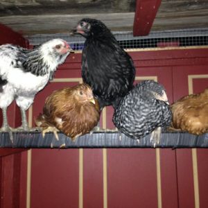 Four pullets and an accidental cockerel, in their new coop. These five hatched 8/3/15 (the golden sexlink, the barred rock, and the roo) 7/27, (the black australorp) and around 8/17 (the New Hampshire Red).