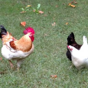 Mr. Bojangles with a few of his ladies.