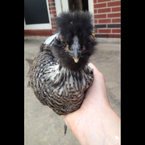 Silkie/EE cross