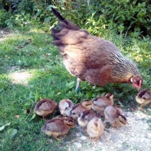 Our first gaulois doré hen and her first batch of chicks in the summer of 2013.