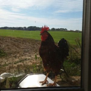 Rhode Island  red rooster