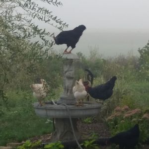 Chicken drinking  fountain