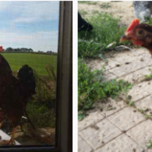 Rhode Island  red rooster  3 months old and 7 months old