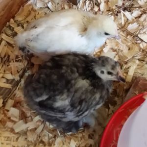 Blue Cochin "Lucky" 5 weeks and Light Brahma 4 weeks