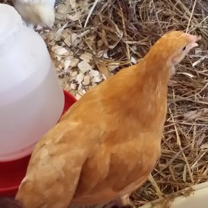 Buff Orpington "Blondie" 10 weeks