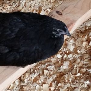 Black Australorp "Pearl" 10 weeks