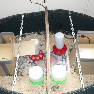 The brooder pen with a divide