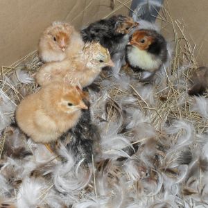 Isa Brown & Golden Spangled chicks.