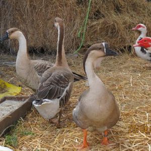 Our three Chinese geese or "oies de guinée" in French and two of our five muscovy geese or "canards de barbarie" in French.