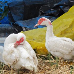 Two of the female muscovy ducks -- the marks on the back of the neck are birthmarks -- before they began sitting on their eggs after less than a month of moving in.