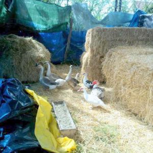 Located next to the horse stall under the open barn, after three days of being "couped up" so they could get used to their new home, like the chickens in their nearby chicken house, the ducks and chickens now have freedom to roam 2 1/2 acres of field from dawn to dusk.