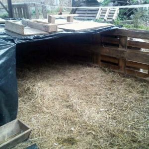 This shelter, left with a narrow space behind the large bails of straw and hay (covered here to protect them from rain and snow during the on-coming winter), has become a nesting place for one of the female Chinese geese.