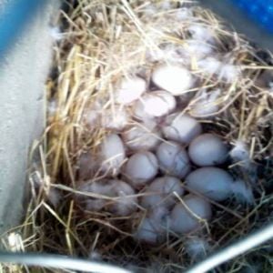 What happens when a duck steals its neighbour's eggs!  We took away a couple of the 21 eggs that finally ended up in the nest and marked the others!