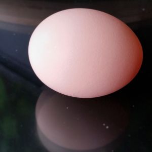 First Egg - Buff Orpington "Blondie" - 28 weeks - 50.6g
10/25/15