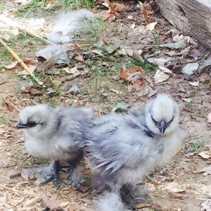 Blue silkie chicks