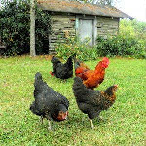 A few of my hens and the rooster in front of the old cook house