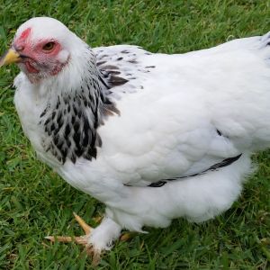 Light Brahma "Buffy the Slayer" 23 weeks