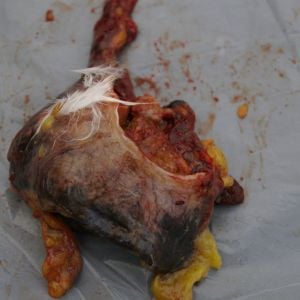 Crop sac removed