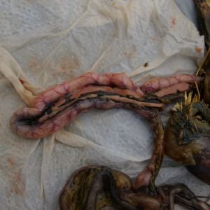 Pink duodenum is supplied first from the Gizzard. The pancreas that's down the centre secretes enzymes to help digestion