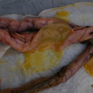 Duodenum contents