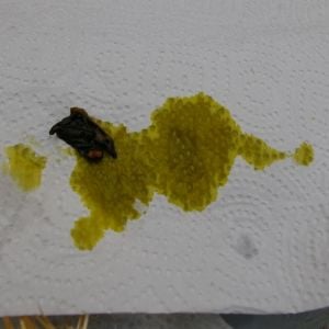 Gall bladder contents. ( not quite all of it because I ended up wearing some of it when I cut it open!!)