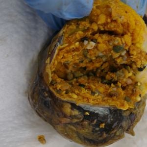 Gizzard cut open to reveal contents