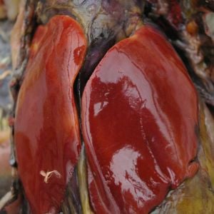 Heart at top of picture. Liver sits on top of it. This liver is pale and has yellow areas on it - that's not normal.