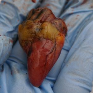 Heart removed. Blood supply visible.
It's interesting that the heart tissue is red as with other birds yet the Silke's other tissues are black.