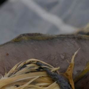 Prominent keel: This is the bit you feel when a bird is thin. This bird is clearly thin