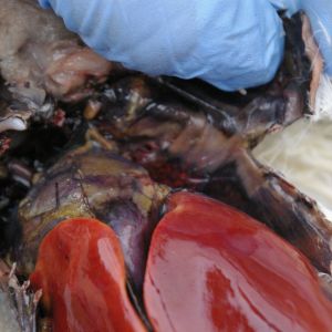 Red marbled area under my finger is the left lung. Heart and liver visible