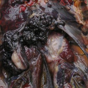 Ovary. Sits in the upper chest behind the heart. The numerous black bubbles are eggs. They have white fluid in them.