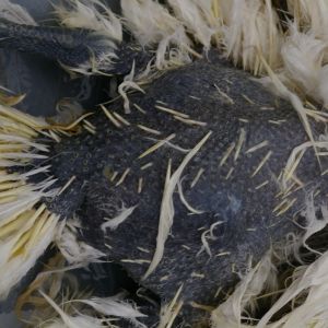 Feathers on back removed, I wanted to see the hip joints, as left leg lameness was an issue