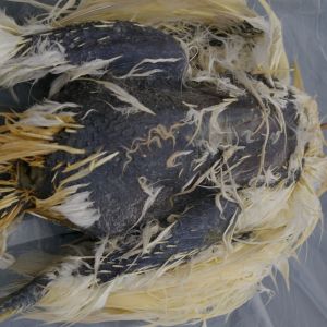 Chest feathers removed
