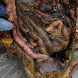 Small and large intestines. Note the enlarged cloaca: It's bloated with gas