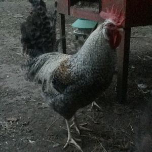 My cream legbar rooster