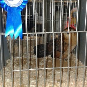 Barbu danver at the ispf Young bird show 2015
Ispf(Irish society poultry fanciers)