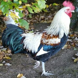 Does anyone know what kind of rooster Henry is?  Thanks for your help!