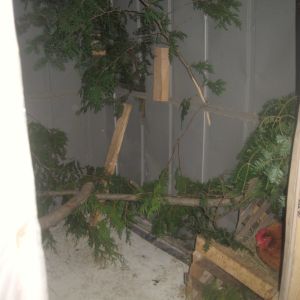 inside the coop. they all love the real branches to perch on. they also have 4 boxes to lay in